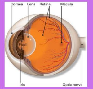 RETINOPATHY OF PREMATURITY AND MYOPIA